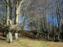Pago motzez osatutako pagadia