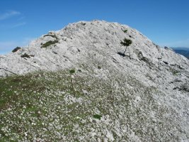 Tontorra Hegoaldetik