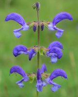 Salvia pratensis (?)