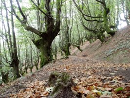 Bidea ipar-mendebaldeko magaleko pagadian zehar