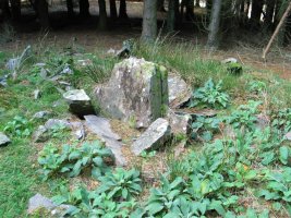 Basaburuko trikuharria