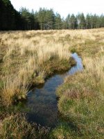 Euritearen ondoren larrean bildutako ura Loaga aldean