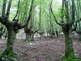 Besabitik igotzen den bideak zeharkatzen duen pagadia