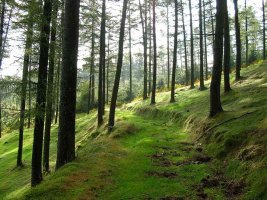 Dejamos atr?s el pinar para salir a un claro.