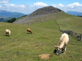 Okoro aldetik gatozela ikusita