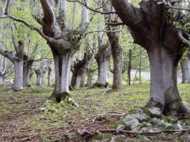 Pagadia Atxarte inguruan