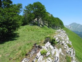 Irati aldetik gora datorren gandorra, Man