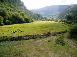 Brenavinto sakonunea