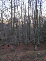 Camino de Kurutzetagane