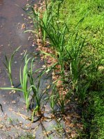 Iruñagako urtegiko putzuan hazitako belarra