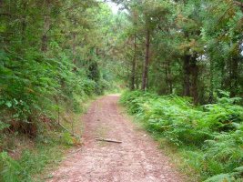 Tranquilo paseo a media ladera.