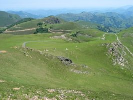 Organbidexka aldera begira