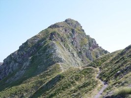 Moinesko gandorra tontorreraino