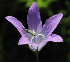Campanula patula eta bere zomorroa