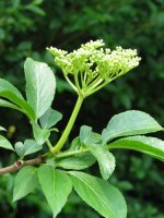 Adaska eta zabaldu gabeko loreak