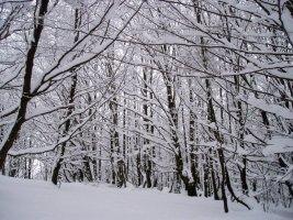 Pagadia Kurutzebakar inguruan