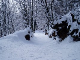 Pol-pol iturria eta Artzaintxaboleta arteko bidea