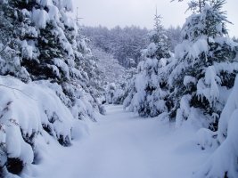 Korta baserritik mendigainera igotzen den bidea