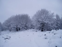 Pagobedeinkatu inguruan