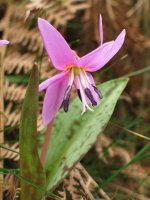Erythronium dens-canis