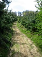 Azken txanpa Iparraldeko bizkarrean gora