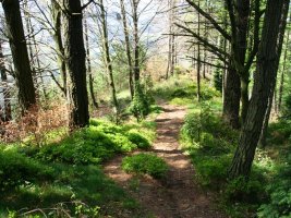 Tontorrerako bidea Mendebaldetik