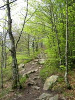 Mendebaldeko gandorreko bidea