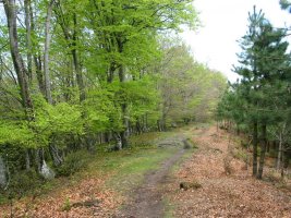 Oregi eta Arranoaitz arteko bidea