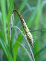 Carex pendula