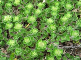 Landarea kararriaren gainean zabal-zabal