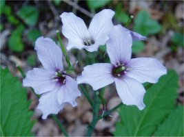 Cardamine heptaphylla