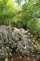 Hegoaldeko bizkarreko bidea, basoan barrena