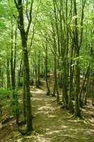 Hegoaldeko bizkarreko bidea pagadian barrena