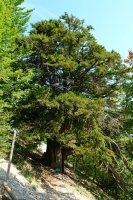 Agina, Antoñana aldeko igoeran