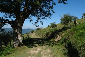 Orexa aldetik datorren bidea