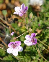 Erodium glandulosum