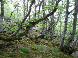 San Adriandik igotzen den bideak zeharkatzen duen basoa