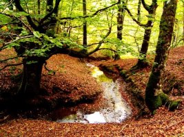 Erreka basoan, Gorbeia.