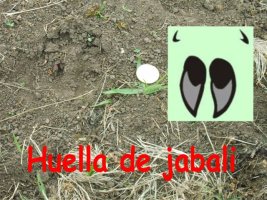 Huella de jabali 