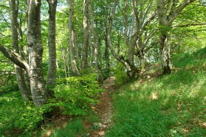 Ekialdeko bidea pagadian barrena