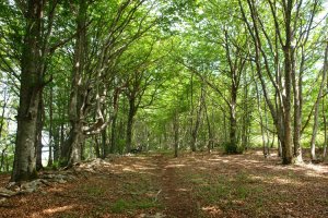 Birgara aldeko bidea pagadian barrena