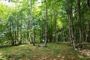 Tontorraren inguruak