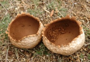 Zanputzak hustuta, abuztuaren erdian