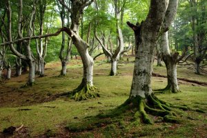 Artikutza aldeko bidearen inguruko basoa