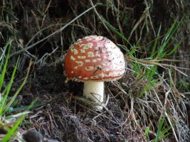 Amanita, Erroilbiden