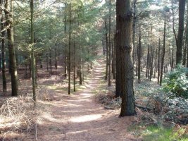 Ekialdeko bizkarreko bidea tontorretik ikusita
