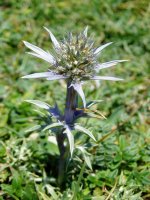 Eryngium bourgatii