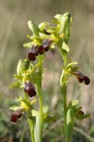 Ophrys lupercalis