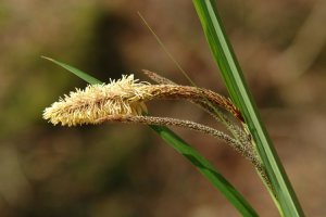 Carex pendula
