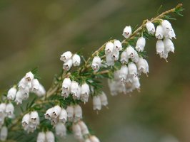 Erica lusitanica (zurikatxa, txilar zuria)